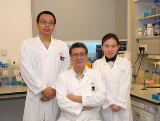 HKU Scientists Effectively Suppress Tumour Growth by Converting Salmonella into YB1 Anaerobe Bacterium