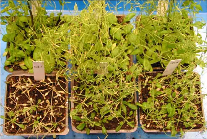 HKU scientists discover a drought tolerance gene that may help plants fight against global warming gallery photo 1